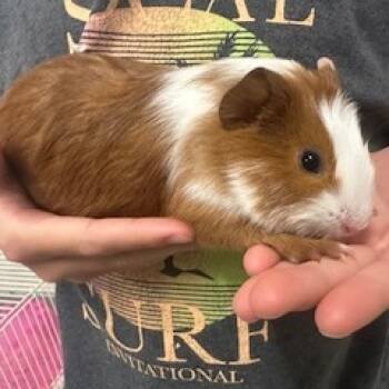 Rescue Guinea Pig Guinea Pigs for Adoption in Lynchburg, Virginia - Sprite | PetCurious